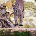 slides/IMG_4784.jpg wildlife, feline, big cat, cat, predator, fur, cougar, mountain, lion, puma, jump, leap WBCW94 - Puma - Mountain Lion - Jump